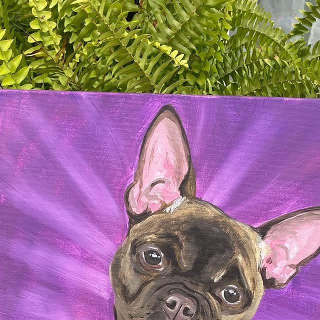 Portrait of Honey Bear, a French bulldog, against a purple sunburst